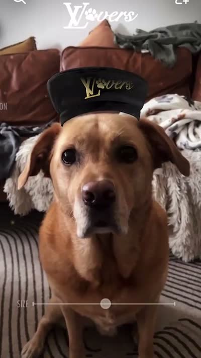 Louis Vuitton Dog Lovers — Louis Vuitton