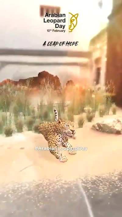 RCU Arabian Leopard Day — Atomic